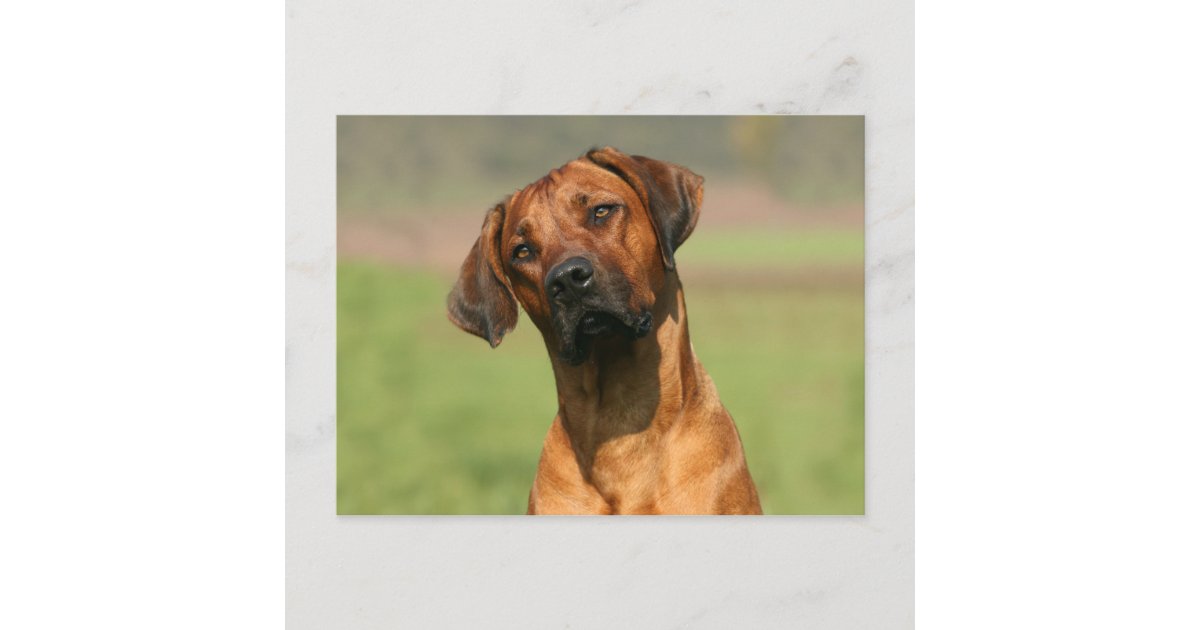 Rhodesian Ridgeback Postcard | Zazzle