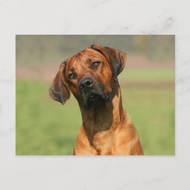 Rhodesian Ridgeback Postcard (Front)