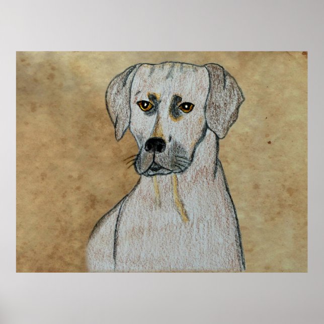 Rhodesian Ridgeback Poster (Front)