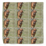 Rhodesian Ridgeback Prancing Bandana