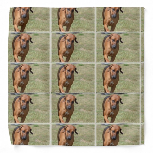 Rhodesian Ridgeback Prancing Bandana (Front)