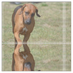 Rhodesian Ridgeback Prancing Fabric