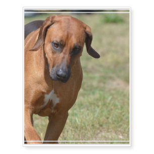 Rhodesian Ridgeback Prancing Temporary Tattoos