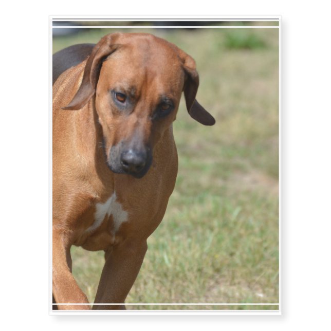 Rhodesian Ridgeback Prancing Temporary Tattoos (Front)