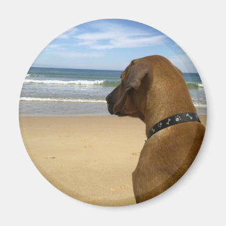 Rhodesian Ridgeback Products Magnet