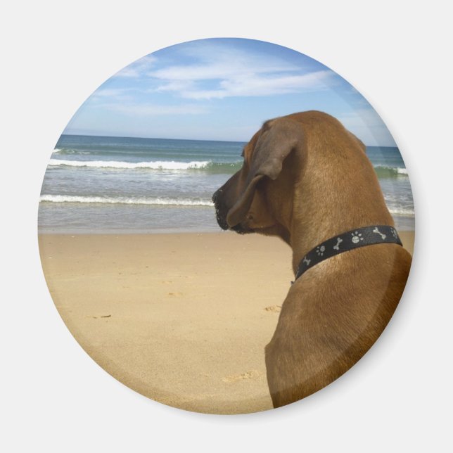 Rhodesian Ridgeback Products Magnet (Front)