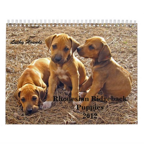 Rhodesian Ridgeback Puppies 2012 Calendar