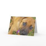 Rhodesian Ridgeback Puppies Greeting Card