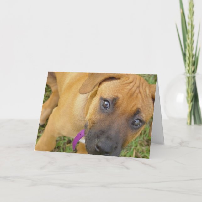 Rhodesian Ridgeback Puppies Greeting Card (Front)