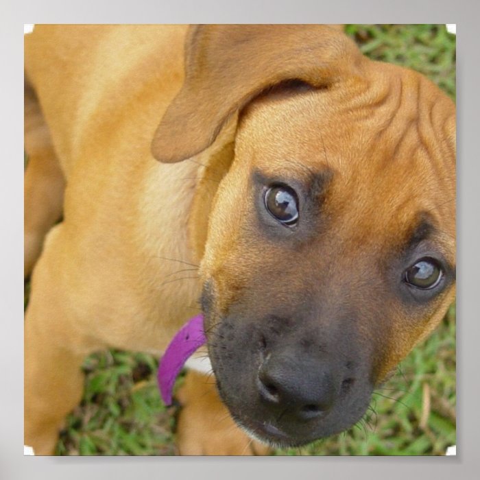 Rhodesian Ridgeback Puppies Print