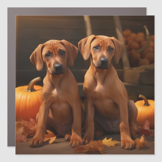 Rhodesian Ridgeback Puppy Autumn Delight Pumpkin  Car Magnet (Front)
