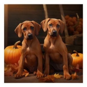 Rhodesian Ridgeback Puppy Autumn Delight Pumpkin  Poster