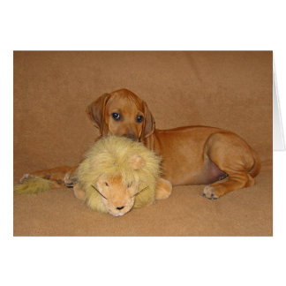 Rhodesian Ridgeback Puppy Cards