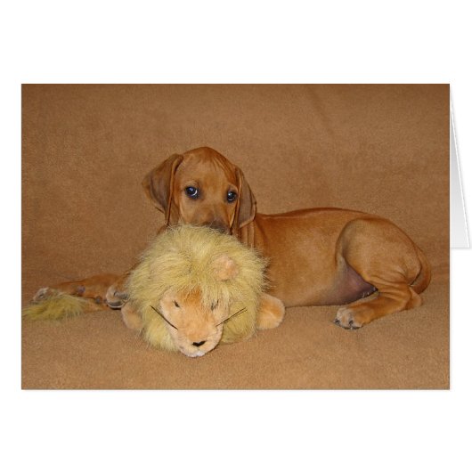 Rhodesian Ridgeback Puppy Cards (Front Horizontal)