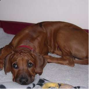 Rhodesian_Ridgeback_puppy Cutout