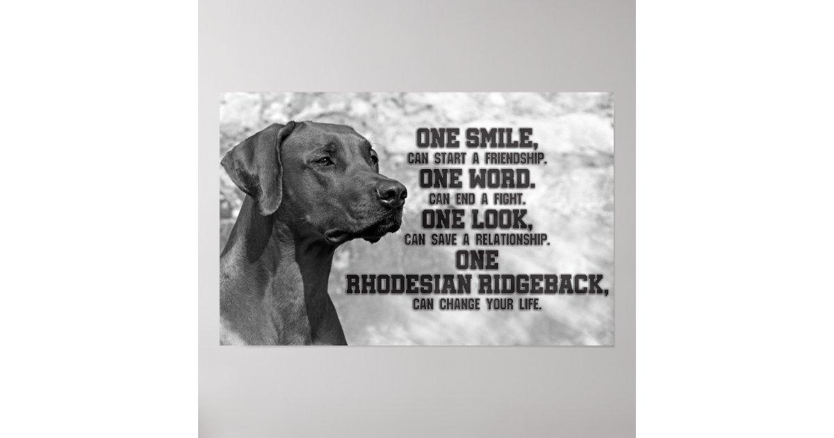 Rhodesian Ridgeback Quotes Poster Zazzle
