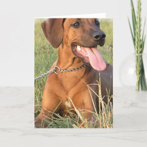 Rhodesian Ridgeback Rescue Greeting Card