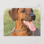 Rhodesian Ridgeback Rescue Postcard