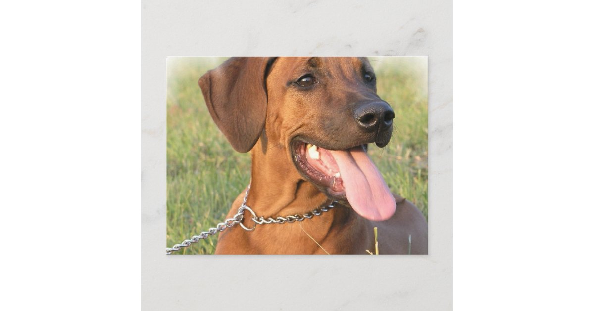 Rhodesian Ridgeback Rescue Postcard | Zazzle