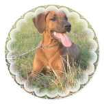 Rhodesian Ridgeback Rescue Stickers