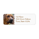 Rhodesian Ridgeback Return Address Label