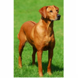 Rhodesian Ridgeback sculpture<br><div class="desc">A Rhodesian Rigeback cut out sculpture on acrylic stand.</div>