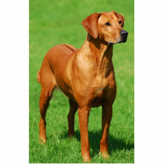 Rhodesian Ridgeback sculpture