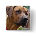 Rhodesian Ridgeback Square Pin