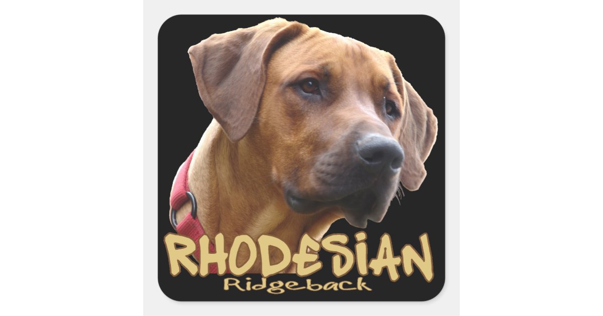 Rhodesian Ridgeback Square Sticker | Zazzle