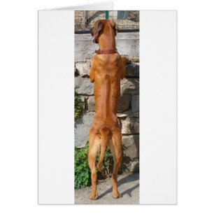 rhodesian ridgeback standing