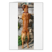 rhodesian ridgeback standing cards (Front)