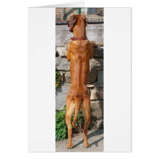 rhodesian ridgeback standing cards (Front)