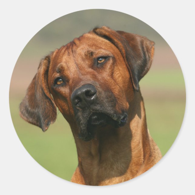 Rhodesian Ridgeback sticker (Front)