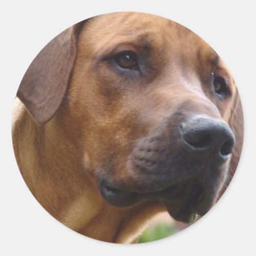 Rhodesian Ridgeback Stickers