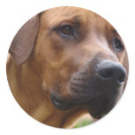 Rhodesian Ridgeback Stickers