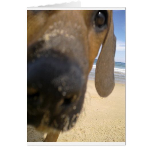 Rhodesian Ridgeback Stuff Cards (Front)
