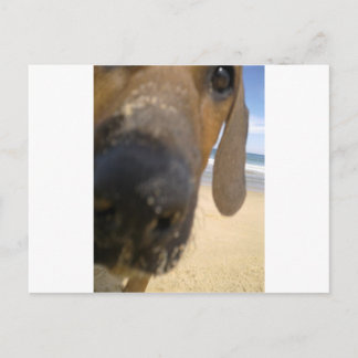 Rhodesian Ridgeback Stuff Postcard