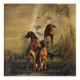 Rhodesian Ridgeback with Lion Acrylic Print