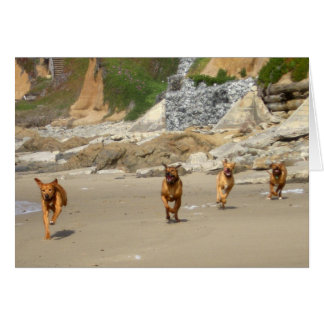 Rhodesian Ridgebacks Running Cards