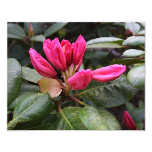 Rhododendron Bloom Photo Print