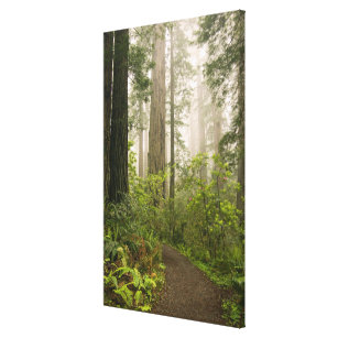 Rhododendron blooming among the Coast Redwoods / Canvas Print