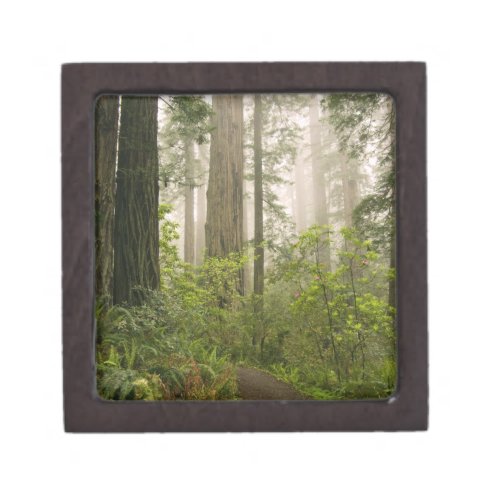 Rhododendron blooming among the Coast Redwoods  Keepsake Box