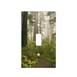 Rhododendron blooming among the Coast Redwoods / Light Switch Cover