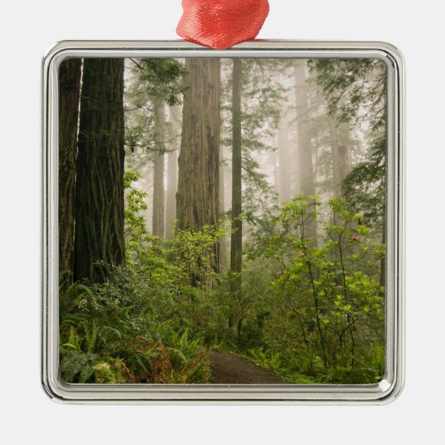 Rhododendron blooming among the Coast Redwoods / Metal Ornament (Front)