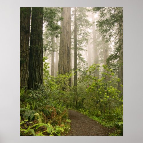 Rhododendron blooming among the Coast Redwoods  Poster