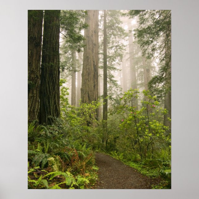 Rhododendron blooming among the Coast Redwoods / Poster (Front)