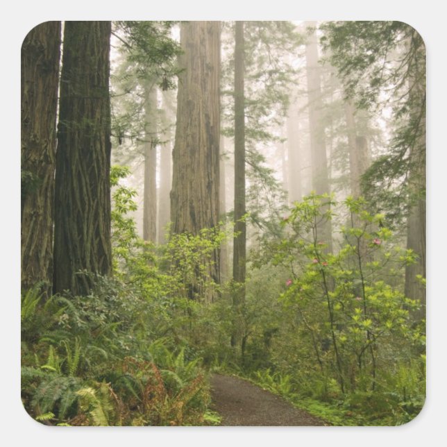 Rhododendron blooming among the Coast Redwoods / Square Sticker (Front)