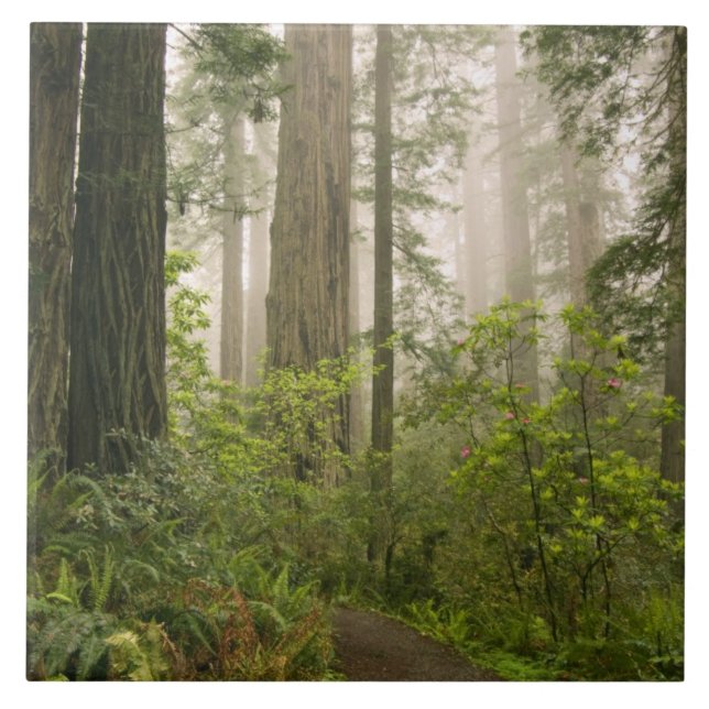 Rhododendron blooming among the Coast Redwoods / Tile (Front)