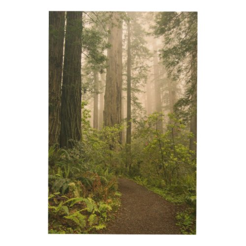 Rhododendron blooming among the Coast Redwoods  Wood Wall Decor