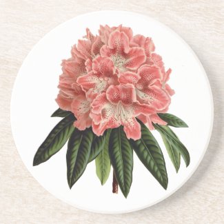 Rhododendron Blooming Botanical Floral Coaster